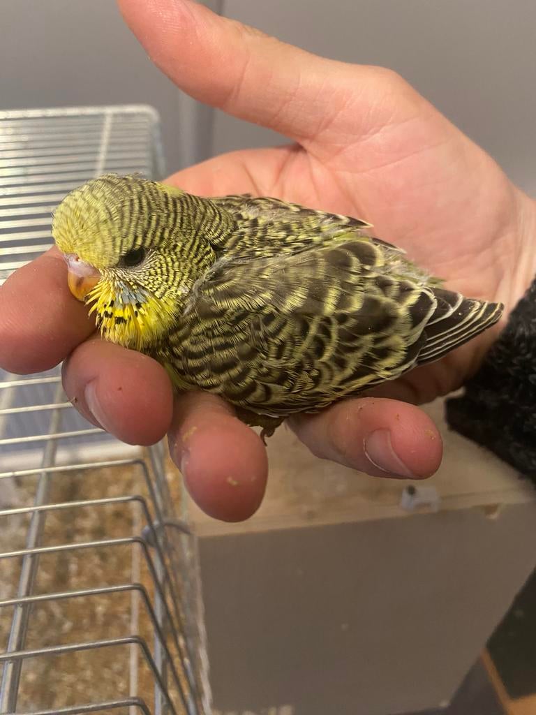 Binnenkort Jonge parkieten, Meerdere dieren, Parkiet