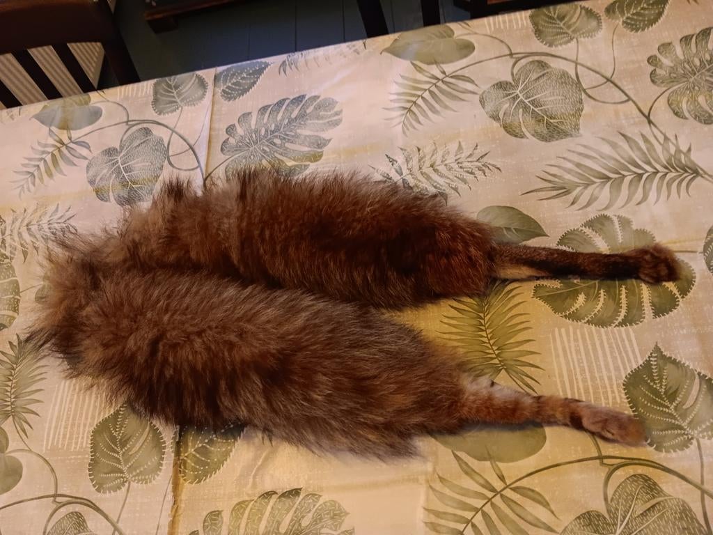 Stola vos staarten taxidermie opgezette dieren, Verzamelen, Dierenverzamelingen, Ophalen of Verzenden, Nieuw, Wild dier, Opgezet dier