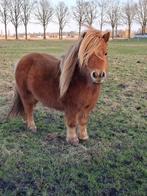 Lieve mini Shetlanders. 2 merries en 1 bonte hengstje, Meerdere dieren, A pony (tot 1.17m), 0 tot 2 jaar