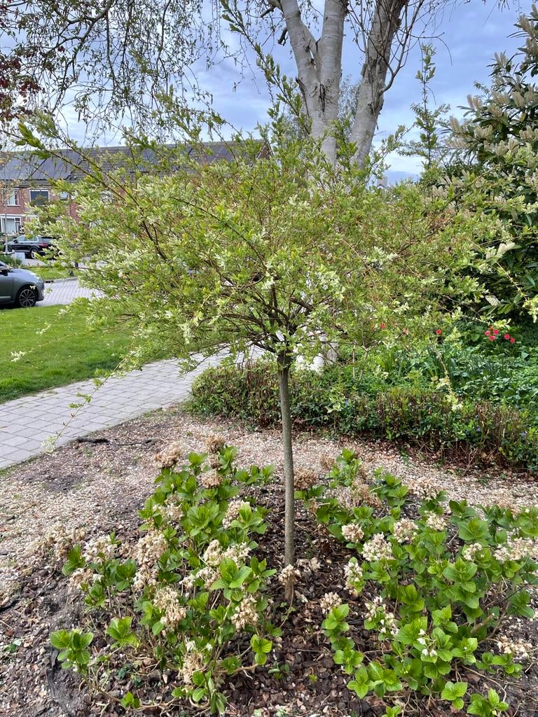 Hortensia en Japanse wilg - Gratis af te halen, Vaste plant, Halfschaduw, Zomer, Ophalen