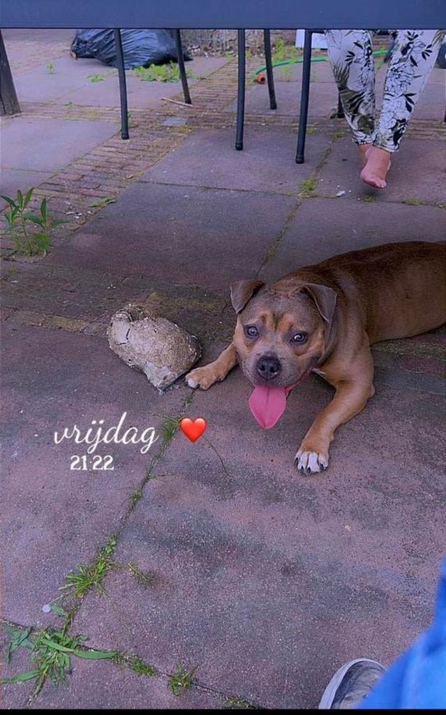 Amerikaanse bully pocket choco tricolor stamboom, 1 tot 2 jaar, Teef, Parvo, Eén hond