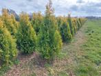 Gele haagconiferen Thuja 180-200 cm - Grotere aantallen, Ophalen of Verzenden