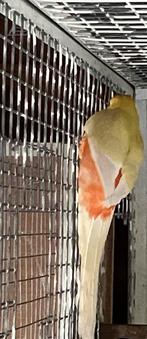 Koppel mutatie pennanten 2025, Dieren en Toebehoren, Vogels | Parkieten en Papegaaien, Meerdere dieren, Parkiet, Geringd