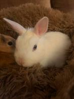 Dwerg konijn voedster, Vrouwelijk, Dwerg