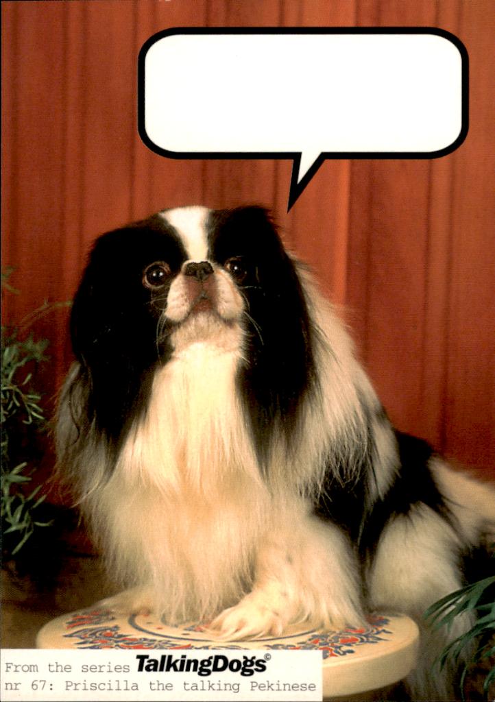 kunstkaart, talkind dogs, pekinees, Verzenden, 1980 tot heden, Ongelopen, Overige thema's
