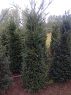 Goedkope Taxus baccata, Tuin en Terras, Planten | Struiken en Hagen, Ophalen, Taxus