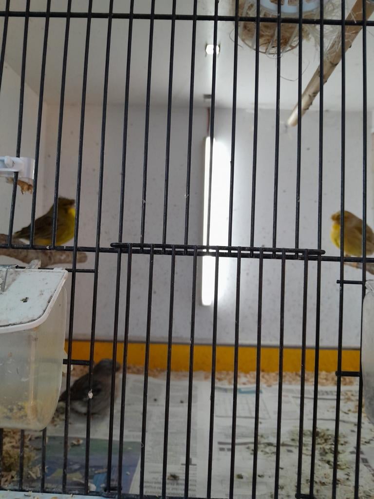 Te koop 3 glosters €55, Meerdere dieren