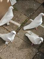 Witte duiven, Meerdere dieren