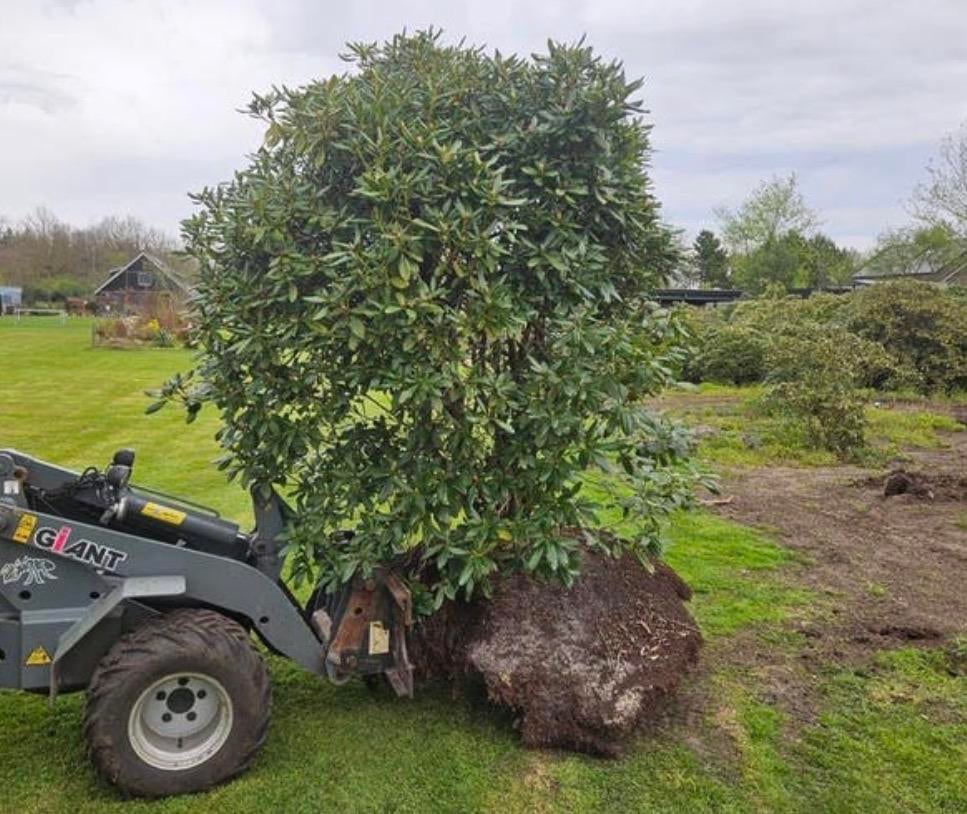 Grote rhododendron, Overige soorten, Vaste plant, Ophalen of Verzenden, Halfschaduw