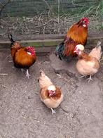 Zeldzame sulmentaler broedeieren te koop, Dieren en Toebehoren, Pluimvee, Geslacht onbekend, Kip