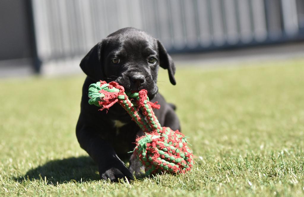 Schitterend Cane Corso teefje te koop, Parvo, Nederland, Overige rassen, 8 tot 15 weken