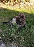 Huisdieren oppas aangeboden, Overige vormen