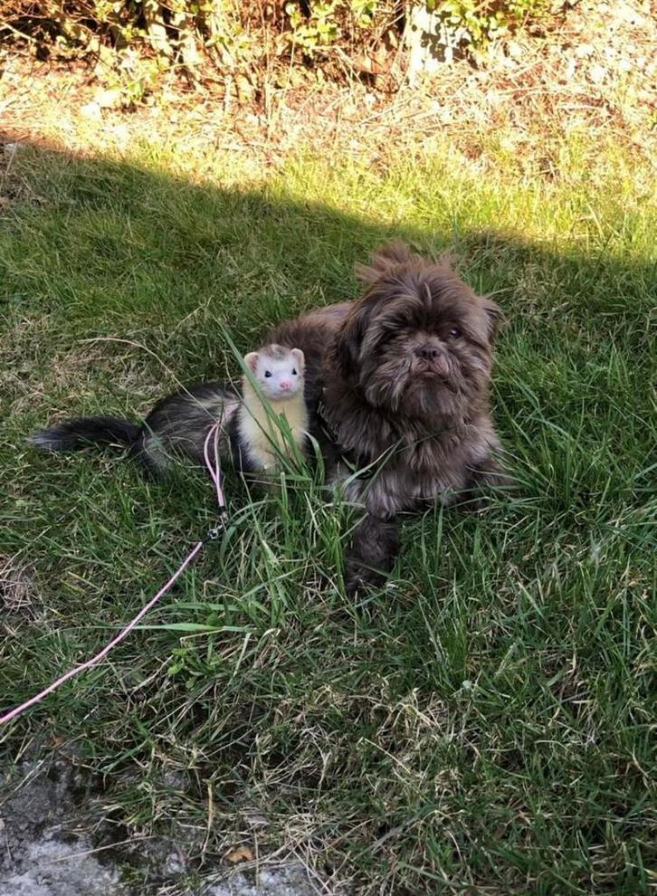 Huisdieren oppas aangeboden, Vacatures, Vacatures | Thuiswerk, Overige vormen