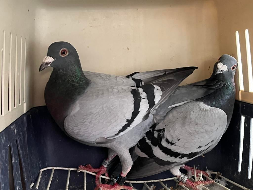 Postduiven, Dieren en Toebehoren, Vogels | Duiven, Meerdere dieren, Postduif