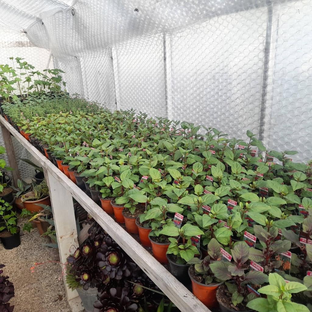 Fuchsiastekken op naam, Tuin en Terras, Tweejarig, Halfschaduw, Zomer, Ophalen