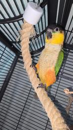 Zwartkop caique, Vrouwelijk, Papegaai, Tam