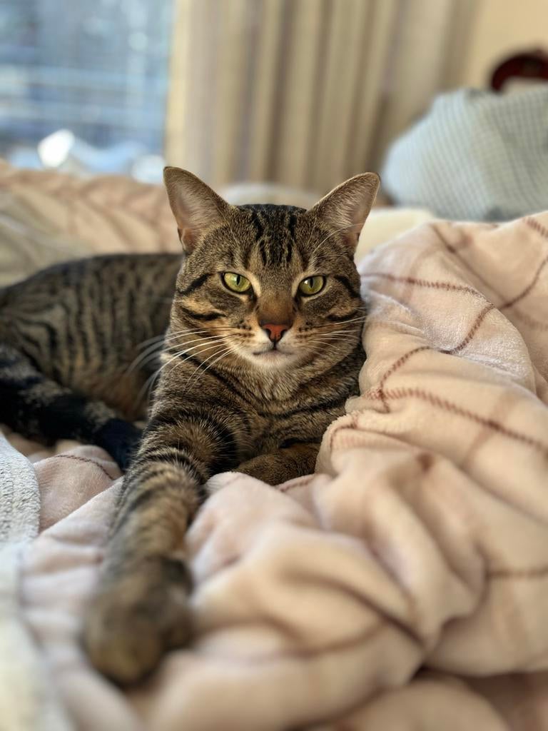 Puma kater op zoek naar een nieuw thuis, Kater, Ontwormd