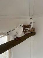 Koppel tortelduiven, Meerdere dieren, Tortelduif