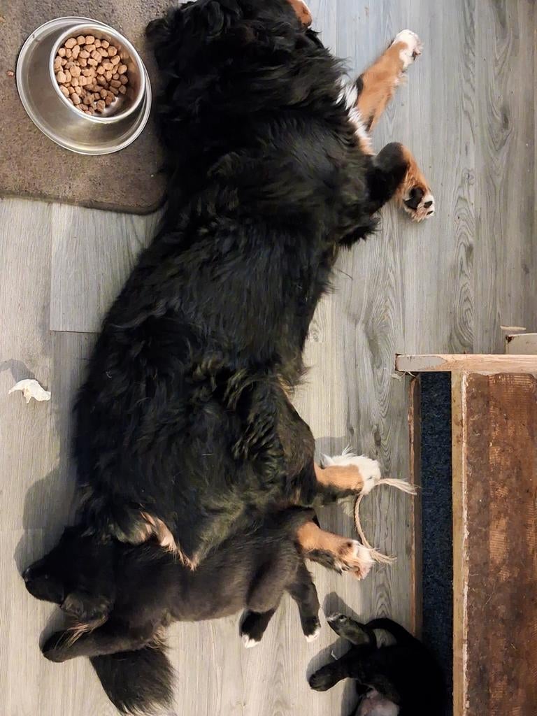 GOED THUIS GEZOCHT!, Dieren en Toebehoren, Honden | Herdershonden en Veedrijvers, Parvo, 8 tot 15 weken, Meerdere, Meerdere dieren