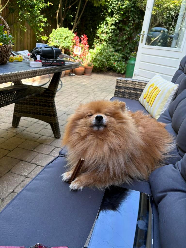 Hondenoppas in huiselijke kring, Particuliere oppas