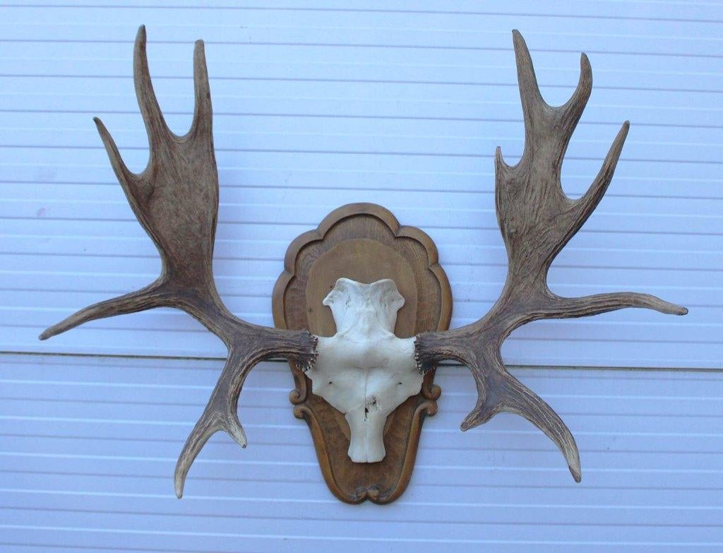 Groot decoratief ELAND GEWEI op houten schild - ref. K