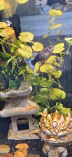 Mooie blauwe gup, Vis