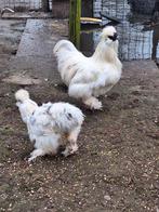 zijdehoender fazanten, Meerdere dieren, Kip