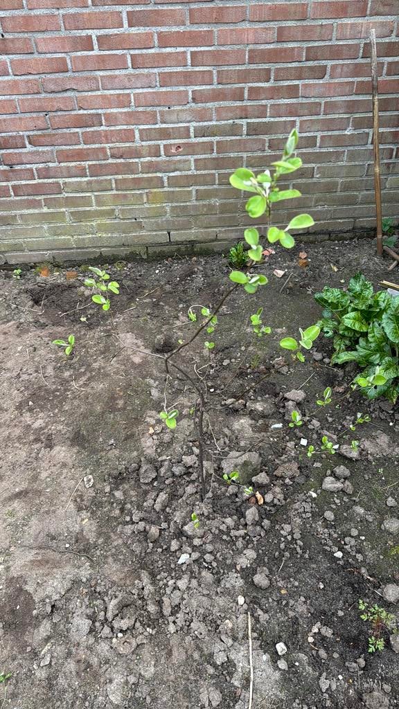 Kweepeer, Ophalen of Verzenden, Volle zon, Overige soorten