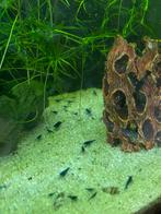 Blauwe garnalen, Dieren en Toebehoren, Kreeft, Krab of Garnaal