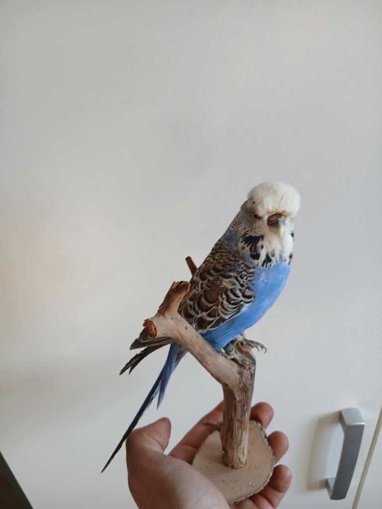 Opgezette parkiet, Mannelijk, Parkiet