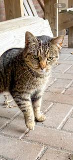 Lieve pip, Dieren en Toebehoren, Katten en Kittens | Overige Katten, Poes