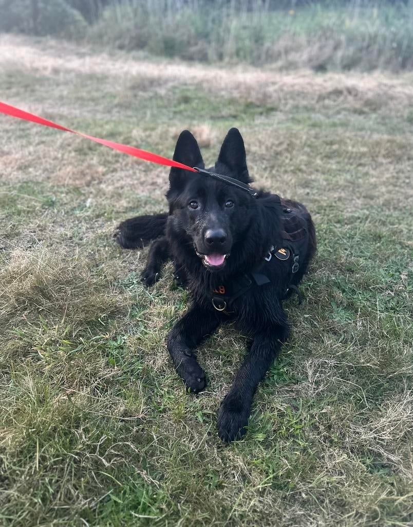 Zwarte Herder te koop – Gino, Dieren en Toebehoren, Reu, 1 tot 2 jaar, Parvo, Eén hond