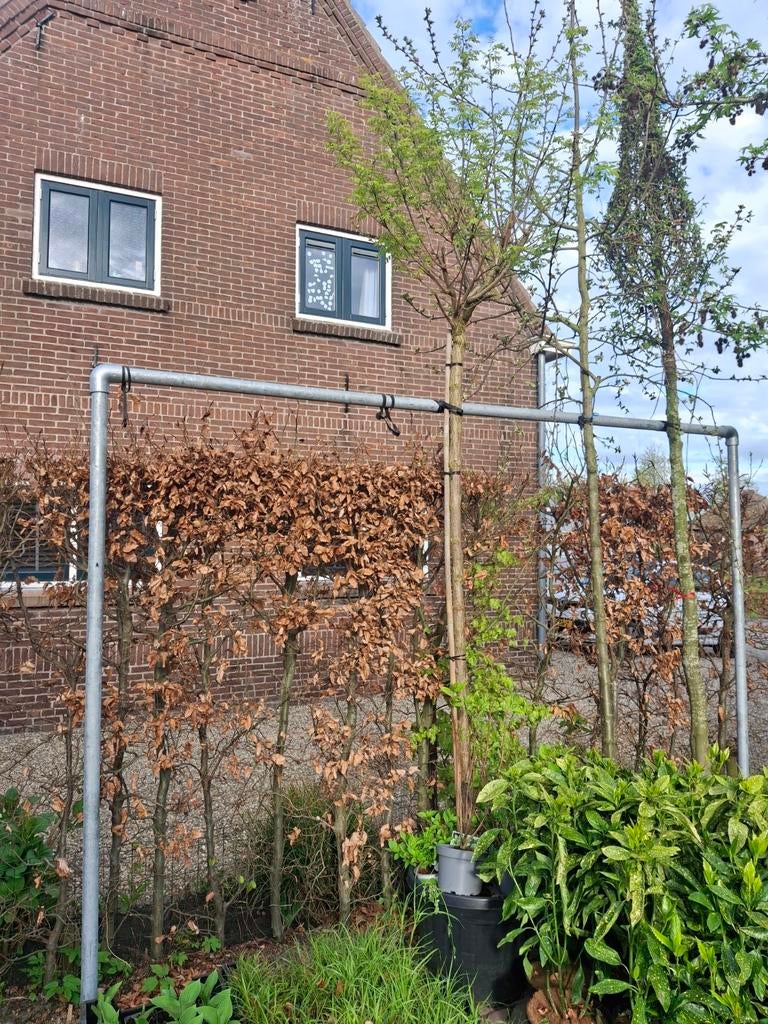 Bol acacia, Tuin en Terras, Planten | Bomen, Ophalen, Halfschaduw, 100 tot 250 cm