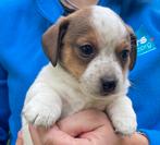 Jackrussel kruising Prachtige kleuren, Jack Russell Terriër, 8 tot 15 weken, Meerdere, Meerdere dieren