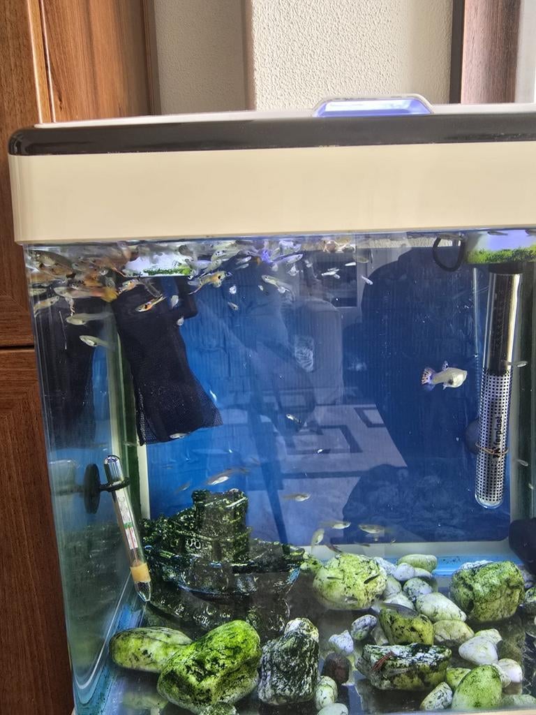 30L Aquarium Compleet met 50 Guppy’s, Meubel, Dieren en Toebehoren, Ophalen, Gevuld zoetwateraquarium