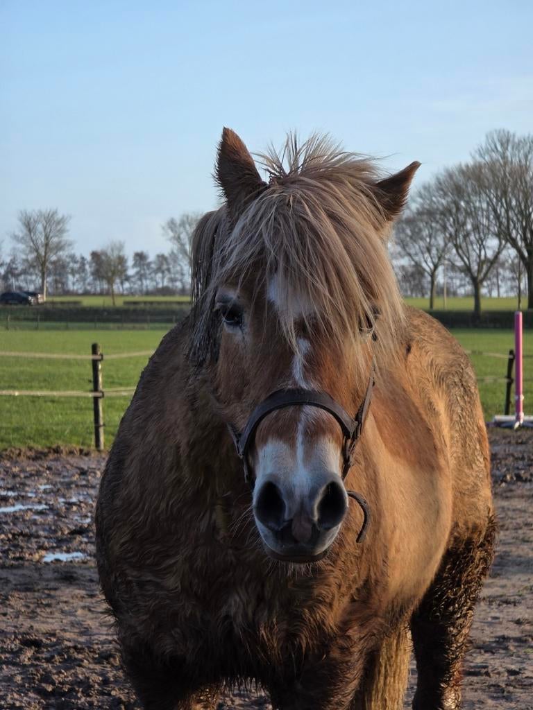 Allerliefste pony zoekt verzorger., Dieren en Toebehoren, Ophalen, Nieuw