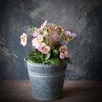 Kunst viooltjes "pink", Ophalen of Verzenden, Nieuw