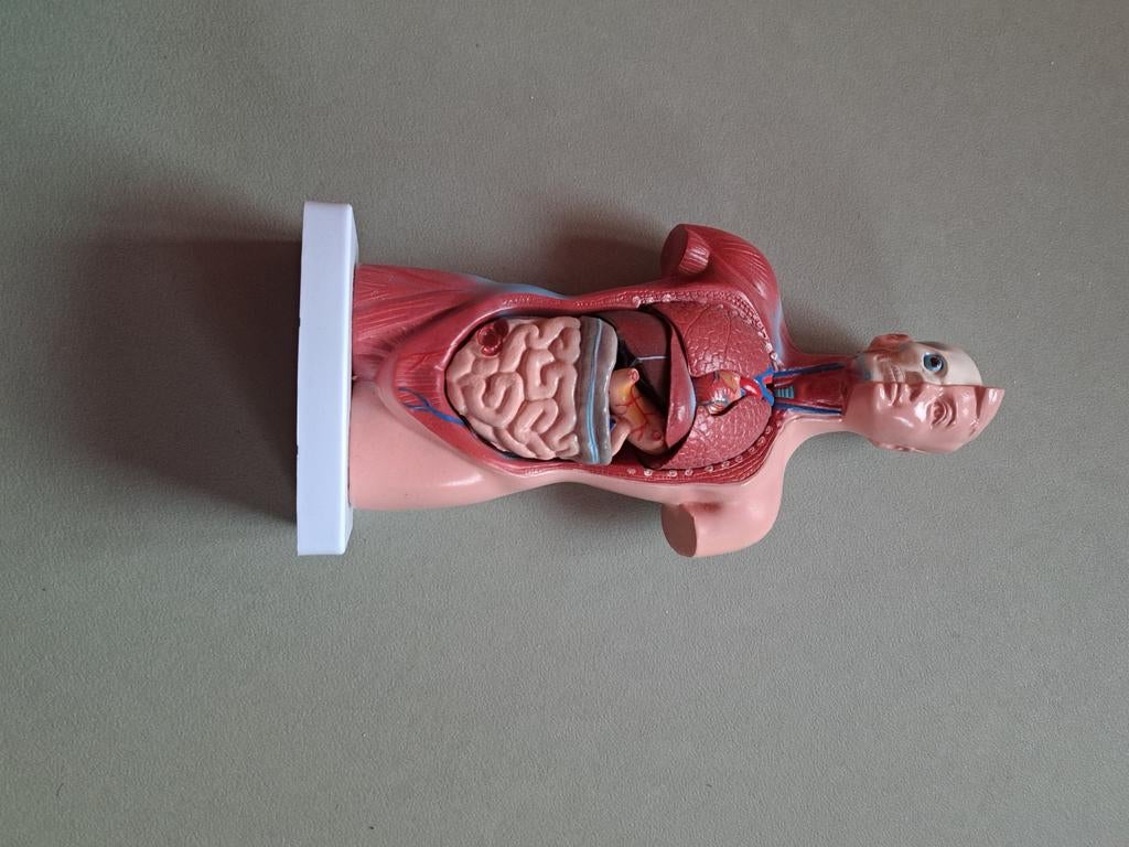 Anatomie pop, Ophalen of Verzenden, Zo goed als nieuw, Ontdekken