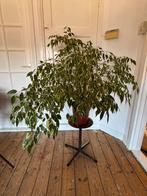 Ficus Benjamina 'Twilight', Huis en Inrichting, Ophalen, Ficus, 100 tot 150 cm, Halfschaduw
