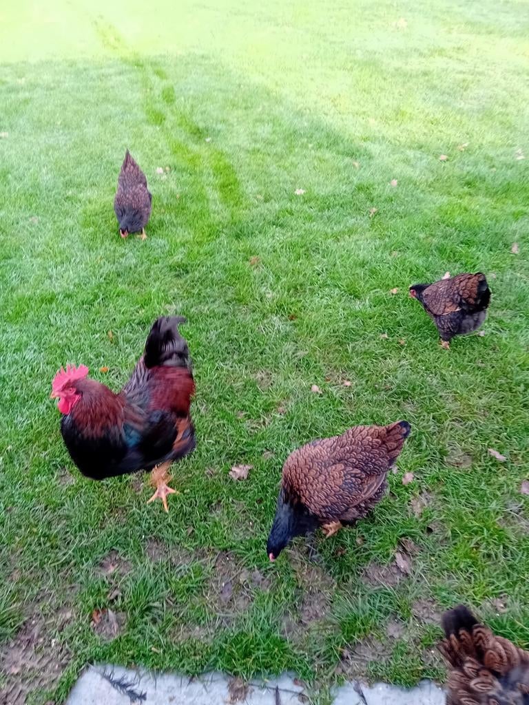 Broedeieren te koop van de Barneveldse kippen dubbel gez, Dieren en Toebehoren, Pluimvee, Geslacht onbekend, Kip