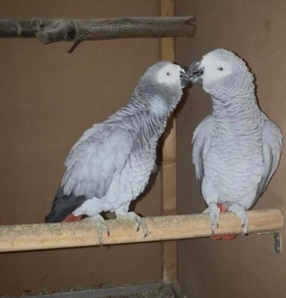 Koppel grijze roodstaarten te koop, Dieren en Toebehoren, Vogels | Parkieten en Papegaaien, Meerdere dieren, Parkiet