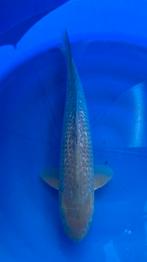 Chagoi/Soragoi Marusei Hirasawa | Koikarpers  | Nisai vissen, Karper of Koi