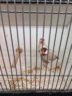 Zeer mooie grote koppel rijstvogels TT klassen, Meerdere dieren, Tropenvogel, Geringd