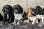 Friese Stabij  Cocker Spaniel puppy’s, Parvo, Nederland, 8 tot 15 weken, Meerdere