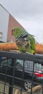 Wijnborst Amazone, Vrouwelijk, Papegaai, Tam