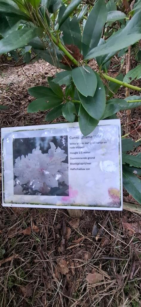 Tekoop rhododendrons, Ophalen of Verzenden, Overige soorten, 100 tot 250 cm