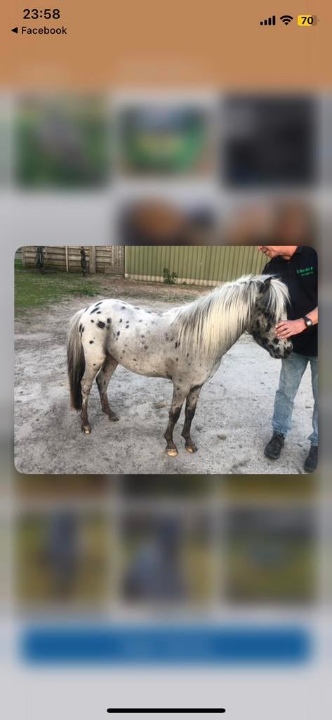 Nmprs appaloosa ggk dekhengst, Dieren en Toebehoren, Pony's
