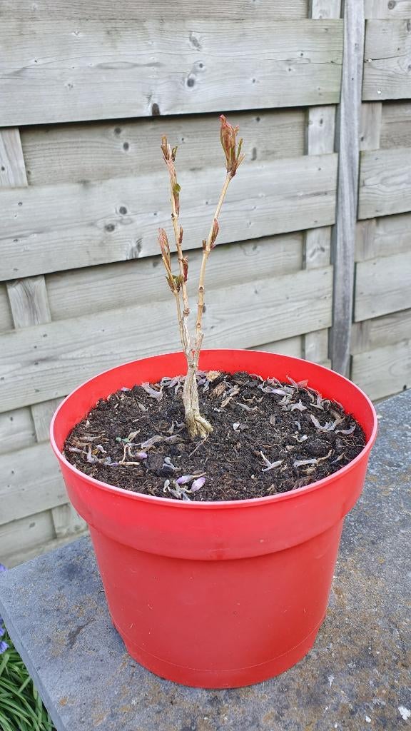 stek van de Campsis radicans = trompetbloem, Ophalen, Overige soorten, Volle zon