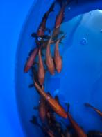 Genjiro tosai benigoi en hi utsuri, Dieren en Toebehoren, Karper of Koi