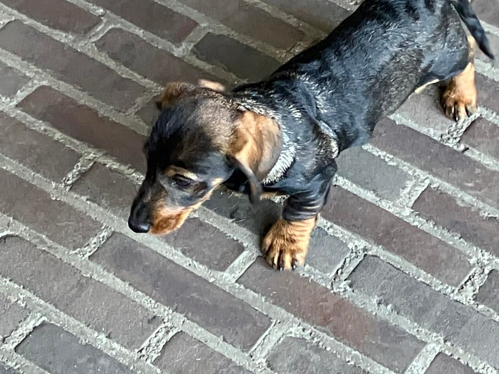 Prachtige ruwhaar dwerg teckel pups te koop🐾, Dieren en Toebehoren, Parvo, 8 tot 15 weken, Dwerg, Meerdere